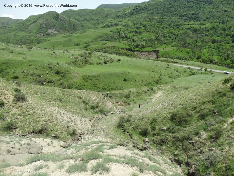 Georgia (Caucasus). Rustavi Village. 5 Jun 2014. DSC07073 (216).JPG