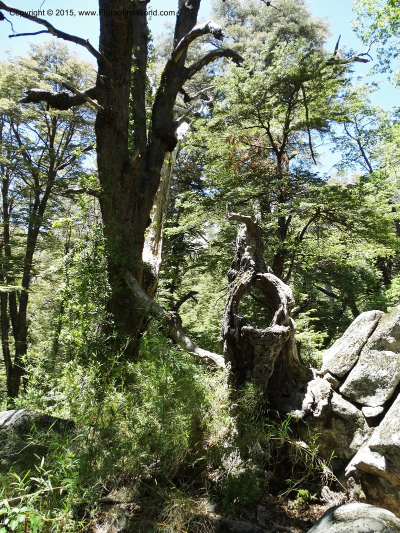 Chile. Res. Nac. Altos de Lircay. 26 Nov 2014. DSC08103 (650).JPG