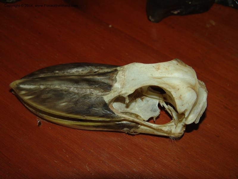 Potoo, Peru. Edo. Madre de Dios. ACEER Res. Ctr. 23 Oct 05. 016 (3).jpg