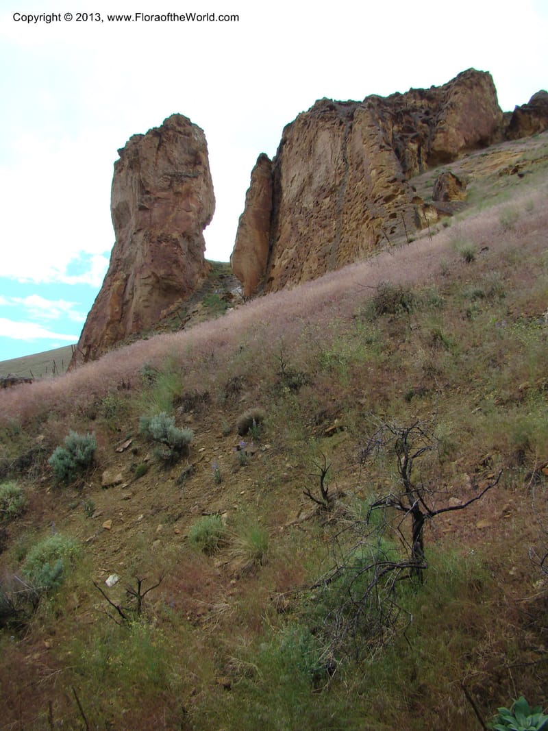 OR. Malheur Co. Leslie Gulch. 1 Jun 08. 425.jpg