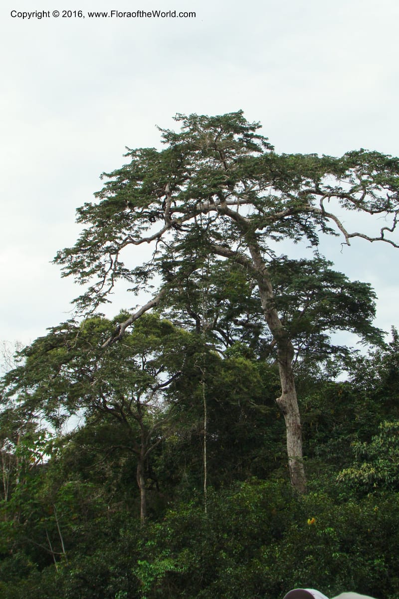 Peru. Loreto. Dist. Nauta. Qbda Nawapa, Rio Tigre. 11 Nov 08. 109.jpg