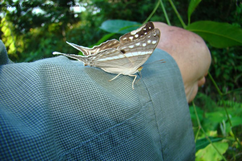 Peru. Loreto. Dist. Nauta. Miraflores, Rio Tigre. 8 Nov 08. 192.jpg