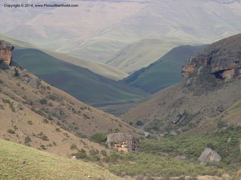 South Africa. Drakensberg Mts. Giants Castle. 4 Oct 2003. 001 (2).jpg