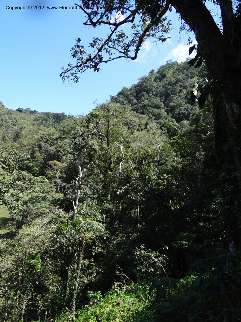 Mexico. Chiapas. El Ocote. 23 Feb 2012. DSC03244 (87).JPG