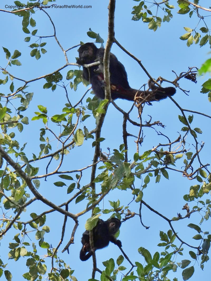 Howler monkey, Bujlam-Pakal--Mexico, Chiapas, Palenque 16 Feb 2012  3097 (2).JPG