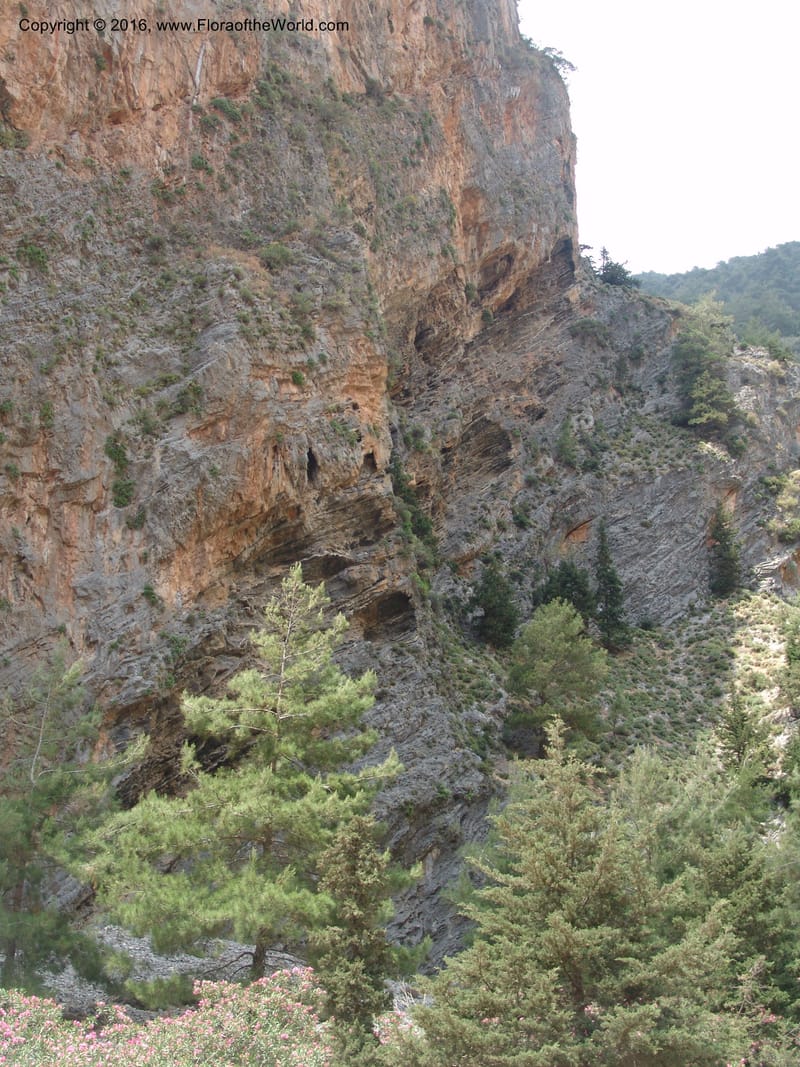 Crete. Samaria Gorge. 27 May 05. 306.jpg