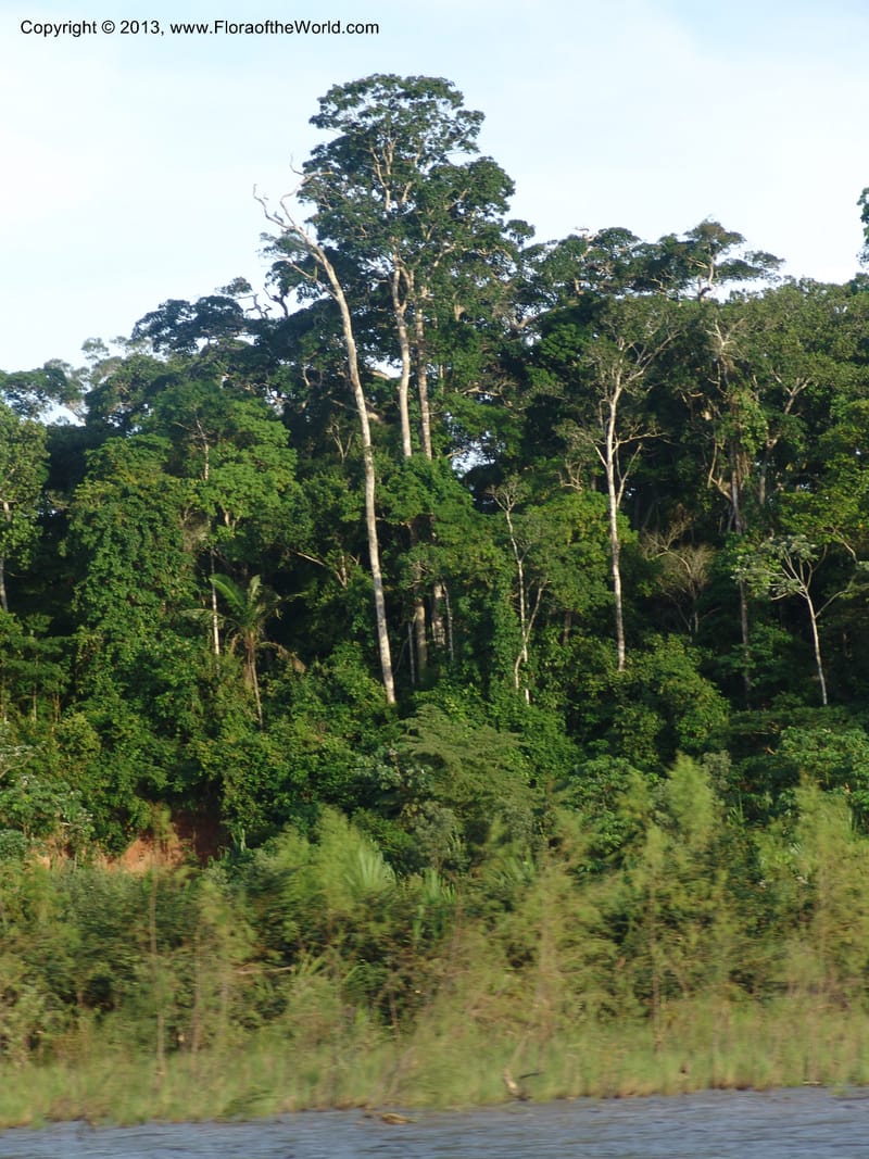 Bolivia. Pq. Nac. Madidi. Rio Tuichi. 29 Nov 04. 013.jpg