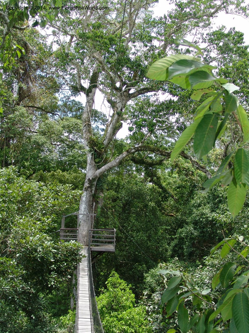 Canopy Walk--Peru. Edo. Madre de Dios. Reserva Amazonica. 16 Oct 05. 169.jpg