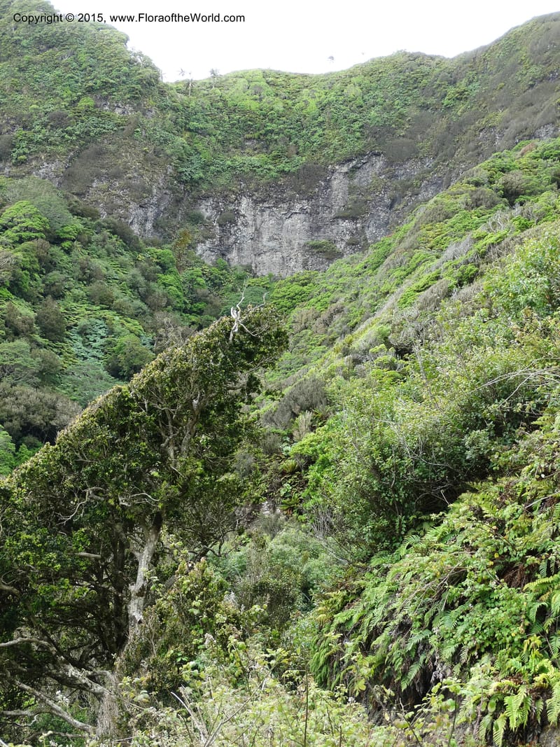 Chile. Juan Fernandez. Mirador Selkirk. 23 Feb 2015. DSC09106 (194).JPG