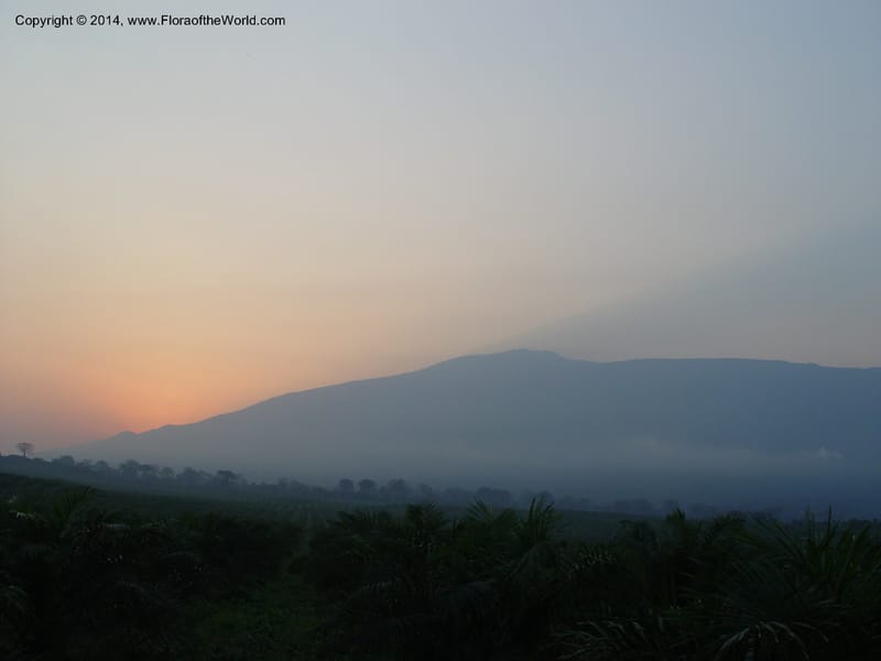 Cameroon. Mt. Cameroon. 6 Dec 03. 208.jpg