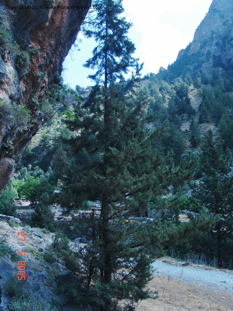 Crete. Samaria Gorge. 27 May 05.119.jpg