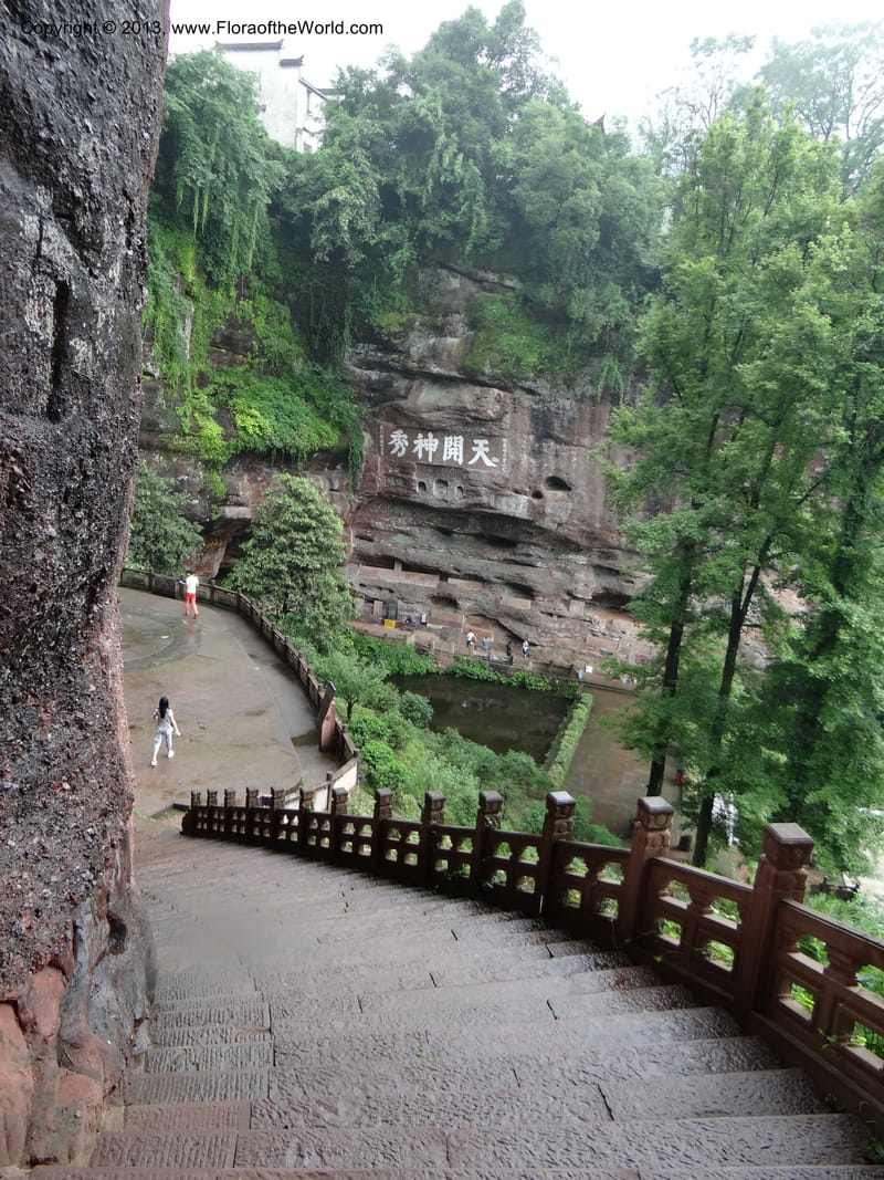 China. Anhui Prov. Qiyun Shan. 7 Jun 2012. DSC01929 (90).JPG