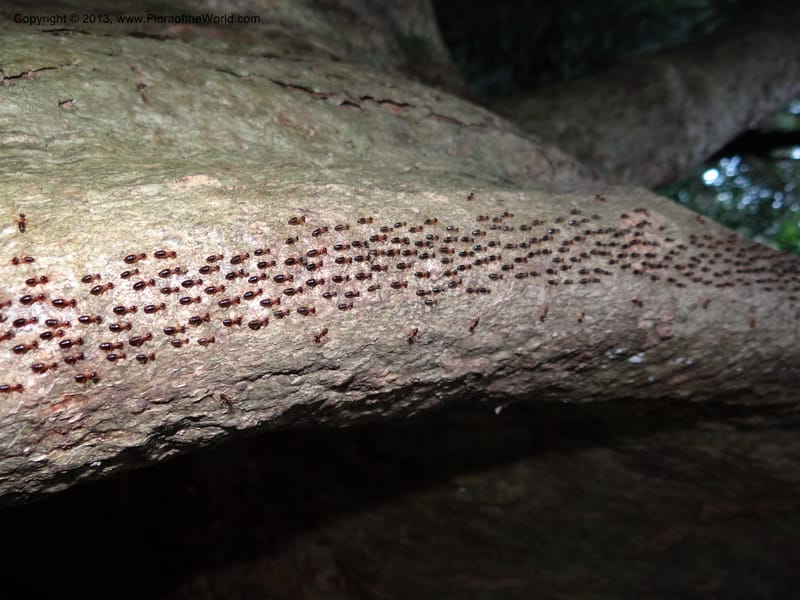 Thailand. Krabi Prov. Tham Sua Cave. 16 Nov 2012. DSC09671 (52).JPG