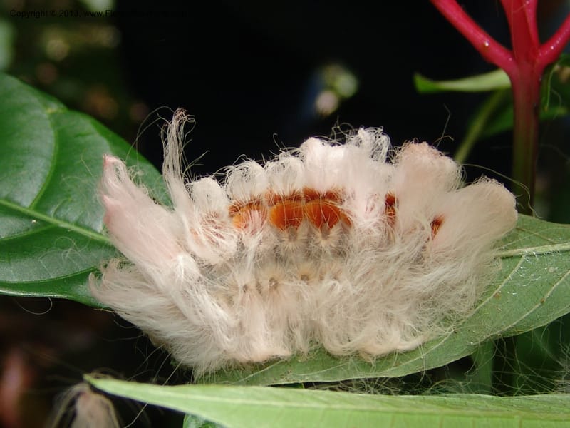 Caterpillar--Peru. Pillcopata. Qbda Sachavacayoc. 29 Oct 07. 045.jpg