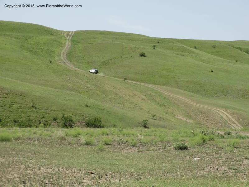 Peganum harmala, Davidson, C 12436--Georgia (Caucasus). Kakheti Region. (Kiziki). Toward Vashlovani. 6 Jun 2014. DSC07328 (476).JPG