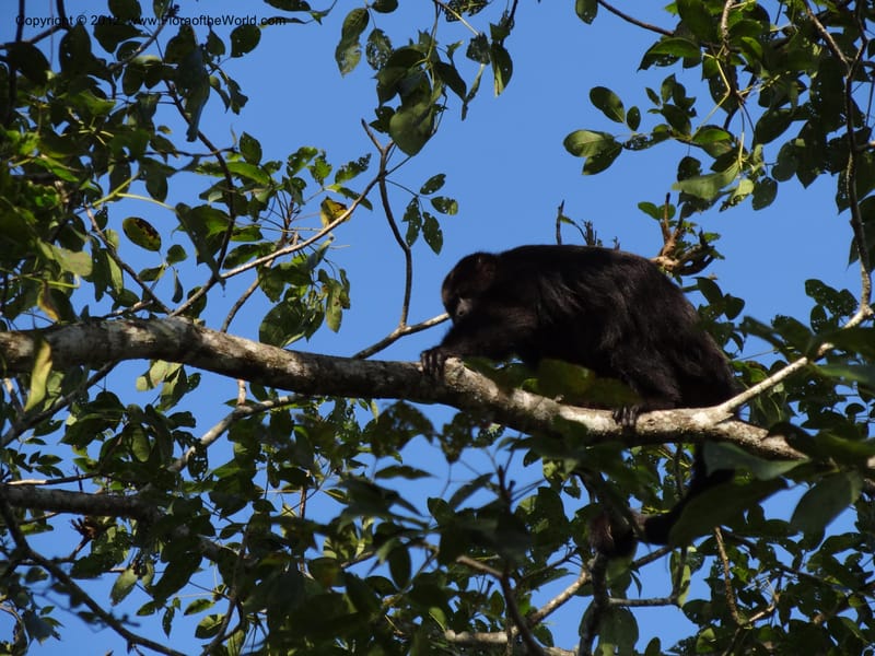 Howler monkey--Mexico. Chiapas. Bajlum Pakal. 16 Feb 2012. DSC02400 (75).JPG
