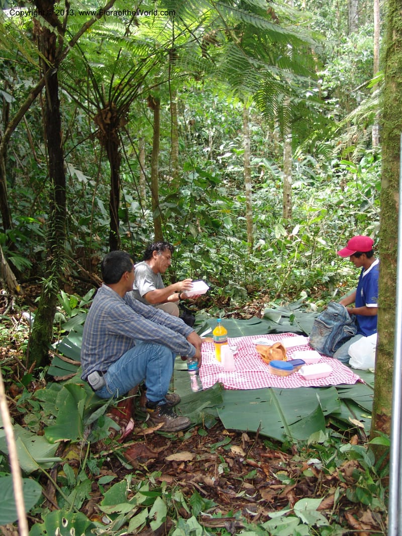 Peru. Pillcopata. Qbda Pini Pini. 29 Oct 07. 595.jpg