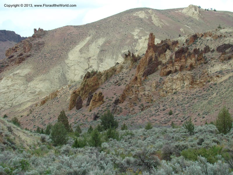 OR. Malheur Co. Leslie Gulch. 1 Jun 08. 289.jpg