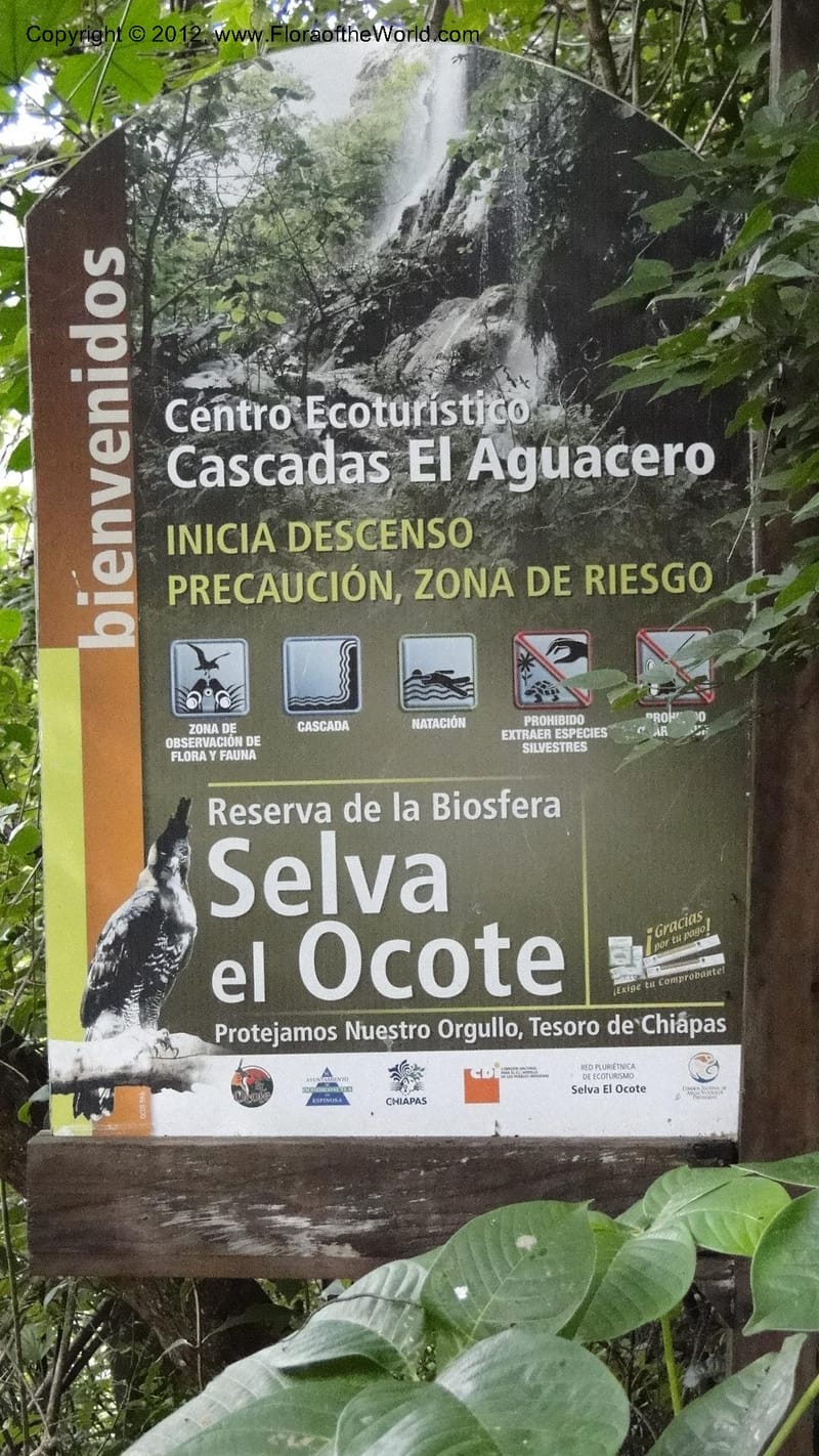 MX. Chiapas. Selva el Ocote. Cascadas el Aguacero. 18 Sept 2010. 327 (30).jpg