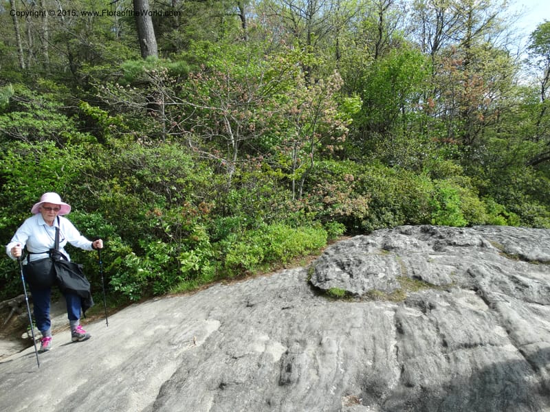 North Carolina. Macon Co. Sunset Rock. 12 May 2015. DSC04371 (145).JPG