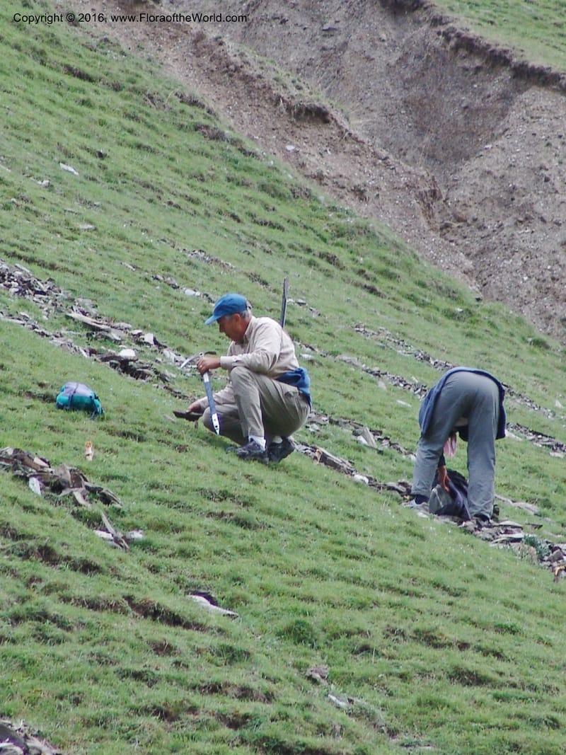 Georgia. Kazbegi region. C. Korner study plots. 3 Jun 05. 004.jpg