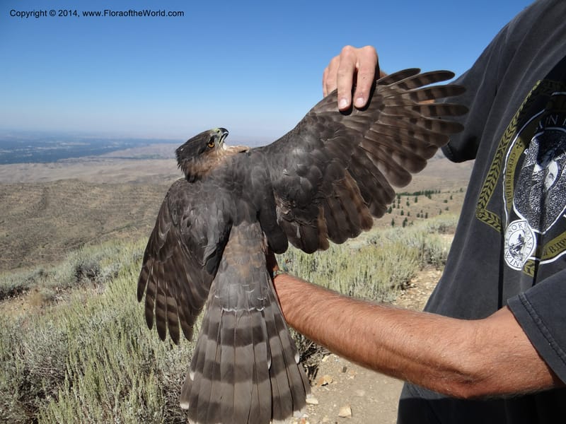 ID. Ada County. Idaho Bird Observ. Lucky Peak. 16 Sep 2013. (53).JPG