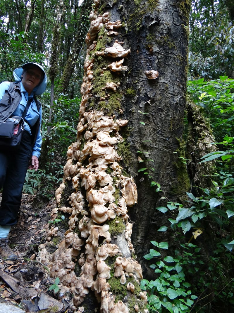 Thailand. Chiang Mai Prov. Doi Inthanon Nat. Park. 8 Nov 2012. DSC07747 (242).JPG
