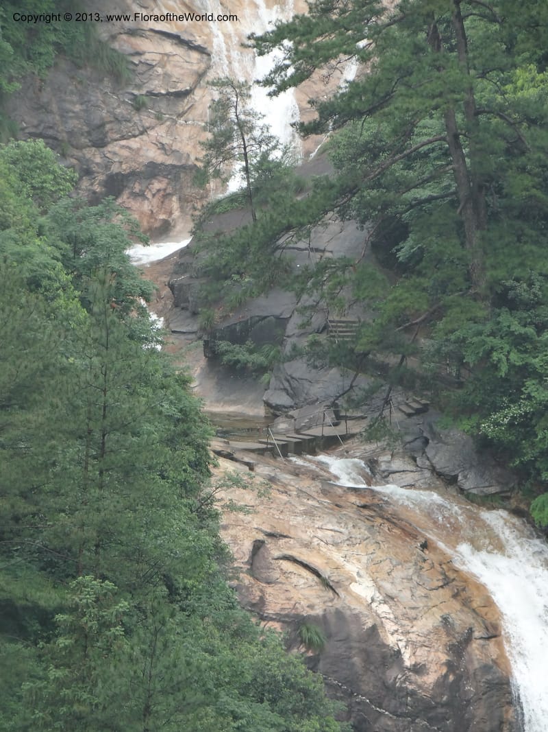China. Anhui Prov. Huang Shan. 6 Jun 2012. DSC01928 (95).JPG