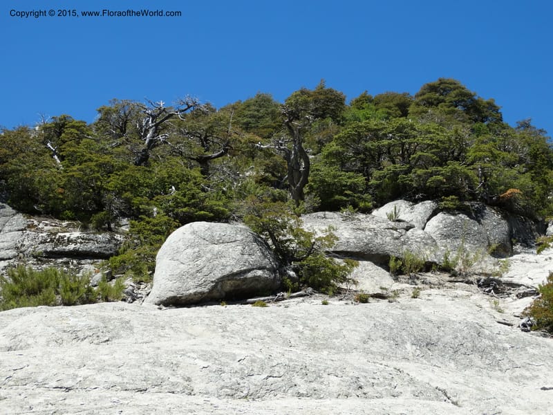 Chile. Res. Nac. Altos de Lircay. 26 Nov 2014. DSC08103 (715).JPG