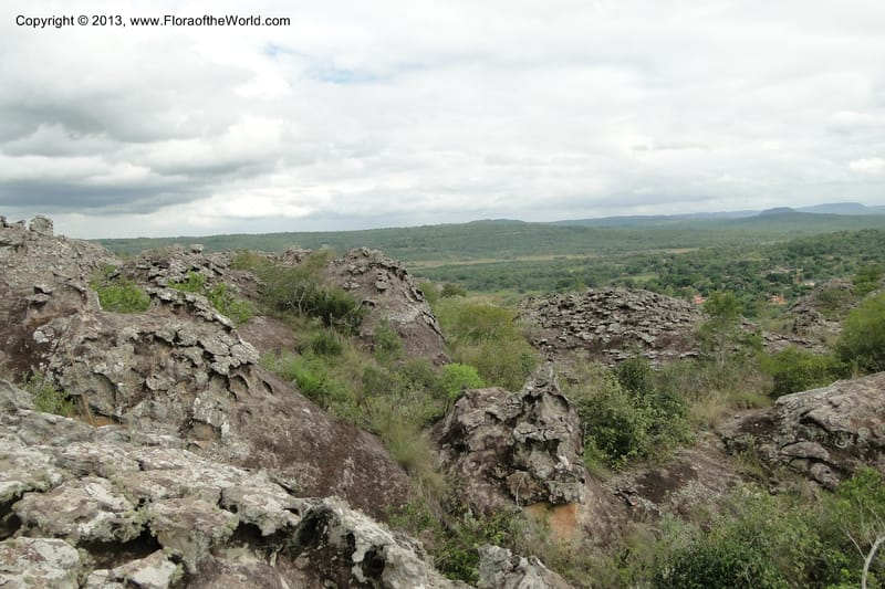 Paraguay. Edo. Cordillera. Tobati. 23 Mar 2011. 295.jpg