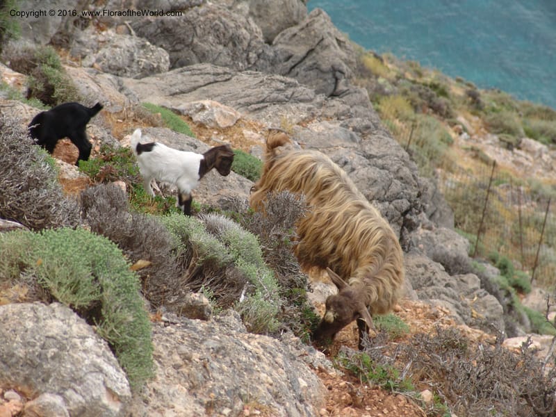 Crete. Coastal trail E of Loutro. 28 May 05. 036.jpg