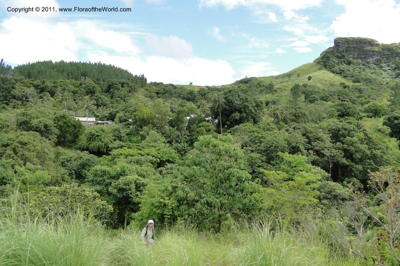 Fiji. Abaca Village. 11 Feb 2011. 004.jpg