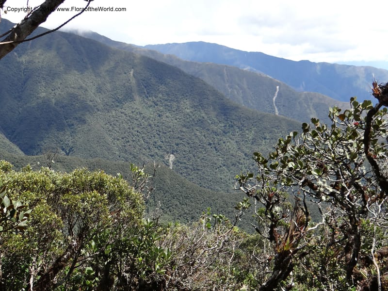 Ecuador. Loja. Podocarpus NP. Cajanuma. 29 Sep 2012. DSC05265 (364).JPG