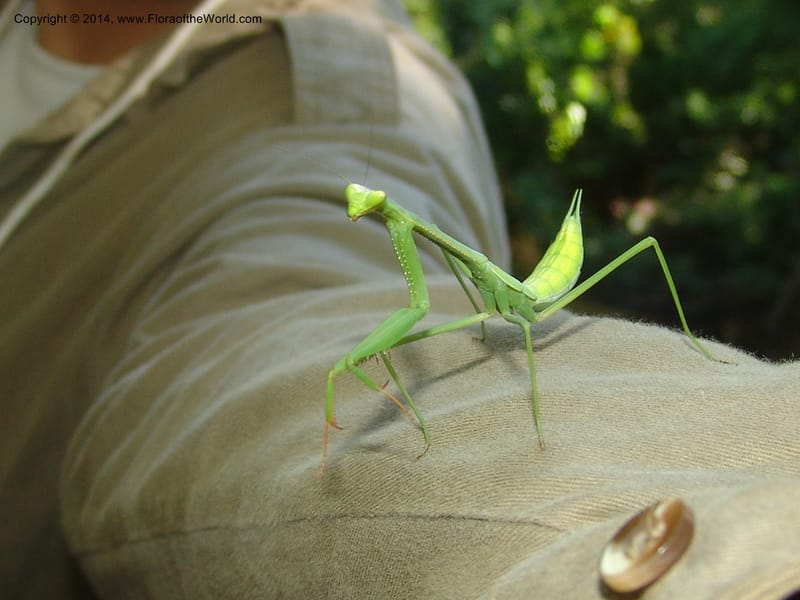 Mantis--Peru. Edo. Madre de Dios. Quebrada Loboyoc. 21 Oct 05. 105.jpg