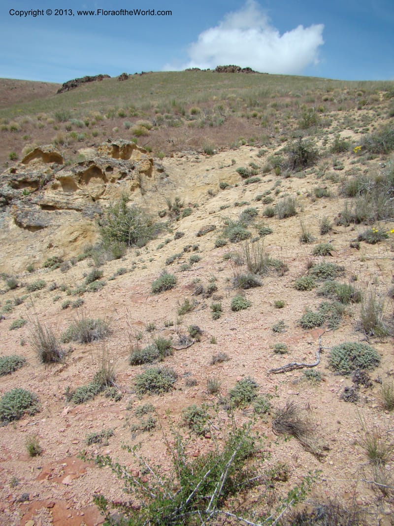 Habitat of Ivesia rhypara, Physaria chambersii--OR. Malheur Co. Leslie Gulch. 1 Jun 08. 248.jpg