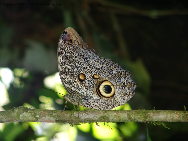 Ecuador. Prov. Pichincha. Tinalandia. 24 Feb 05. 292.jpg