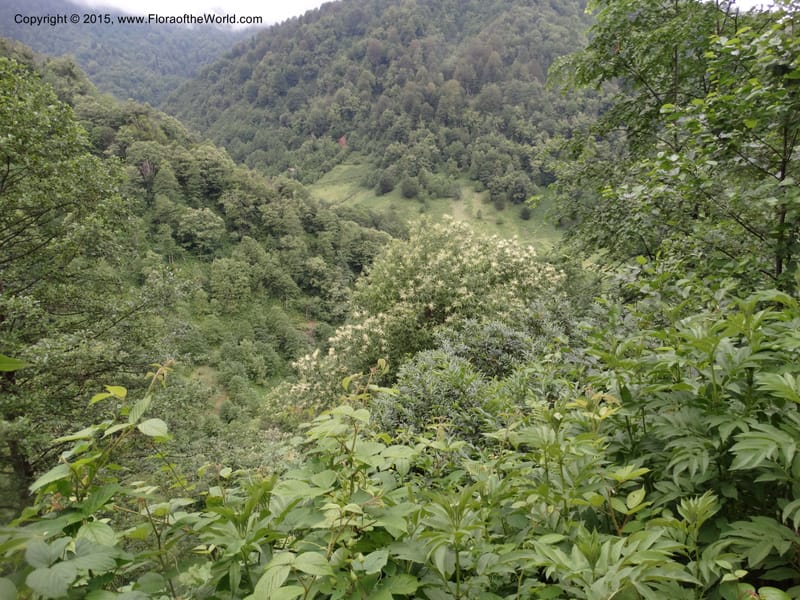 Georgia (Caucasus). Koslitavi, branch of Merisi Gorge. 11 Jun 2014. DSC08456 (663).JPG