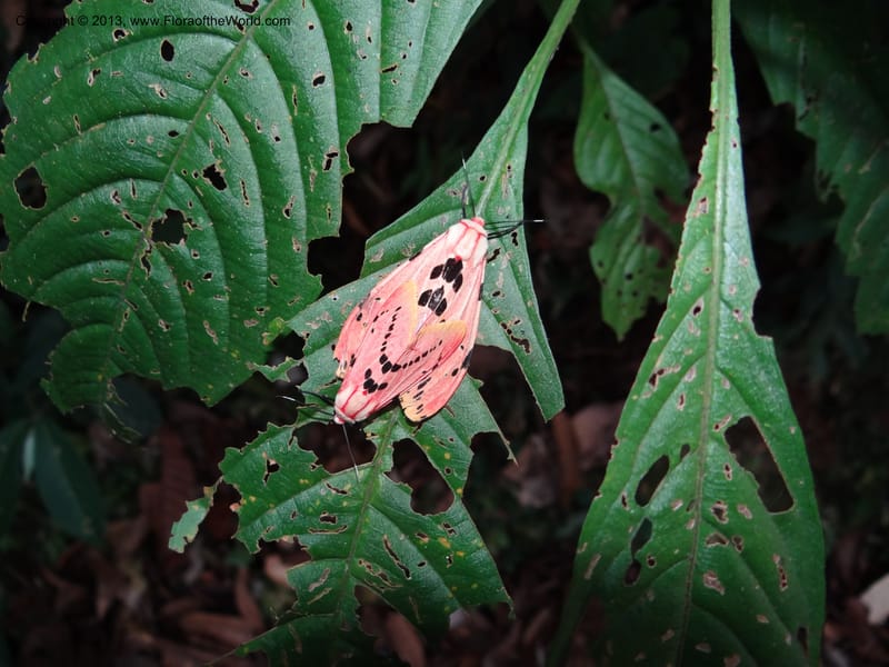 Malaysia, Saban. Mt. Kinabalu. 6 Apr 2012. DSC07384 (2).JPG