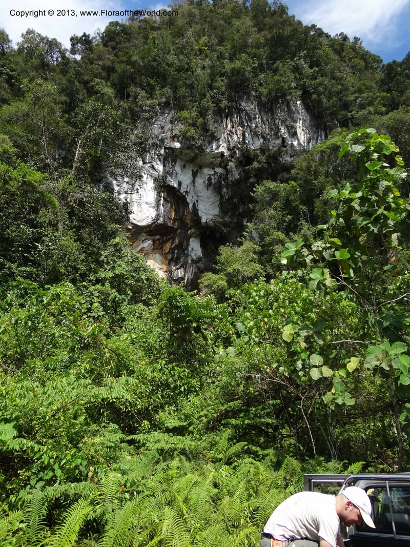 Gunong Fairy. Sarawak. 27 Mar 2012. DSC05521 (3).JPG