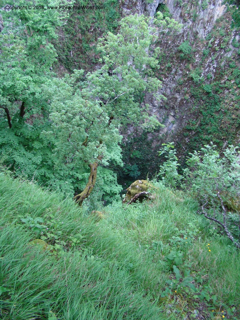 Slovenia. 2 km W of Skocjan on Rd 301. 16 May 08. 013.jpg