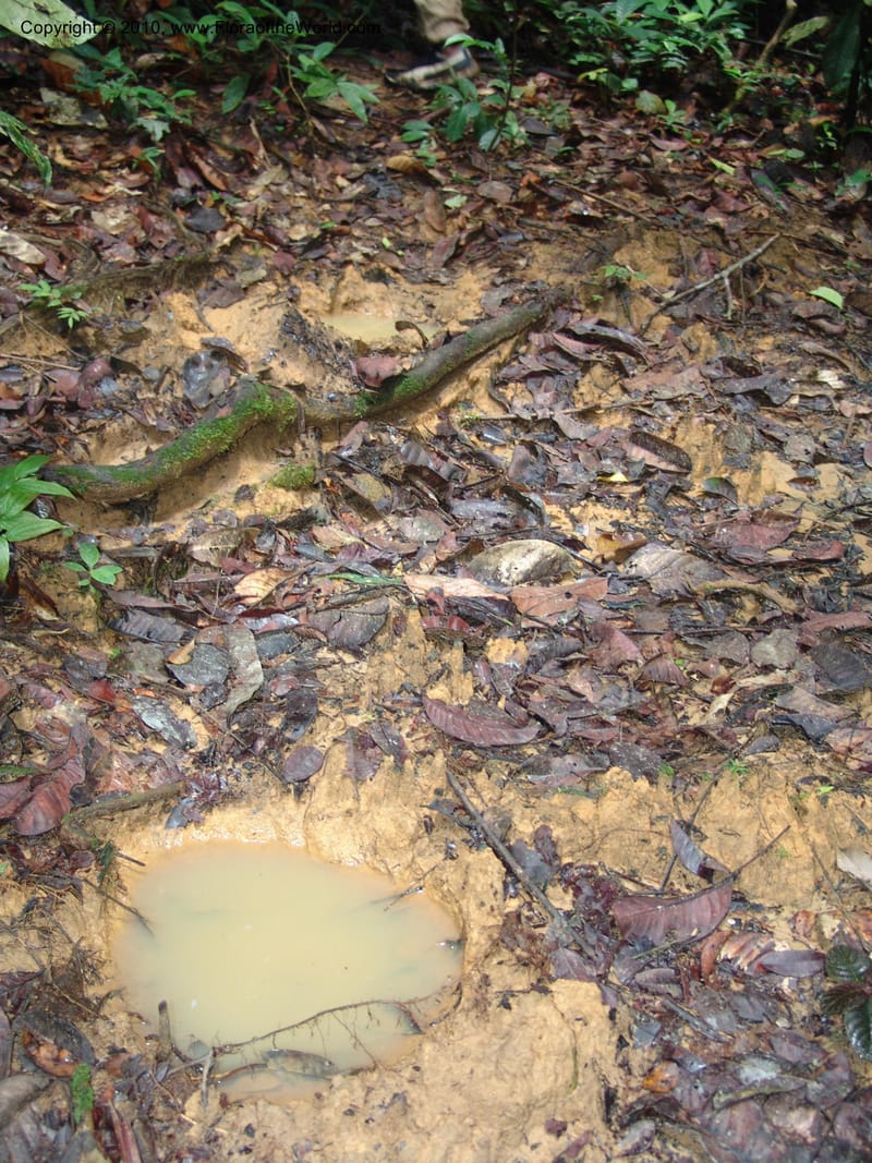 Elephant tracks--Gabon. Prov. Estuaire. Monts de Cristal. 13 Apr 06. 271.jpg