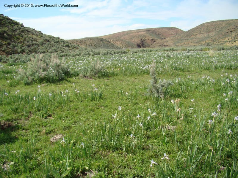 OR. Malheur Co. Leslie Gulch. 1 Jun 08. 428.jpg