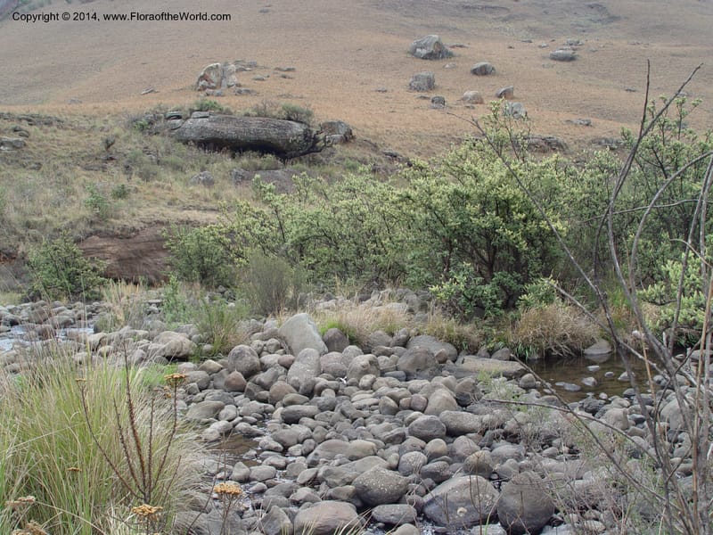 South Africa. Drakensberg Mts. Giants Castle. 4 Oct 2003. 041 (4).jpg