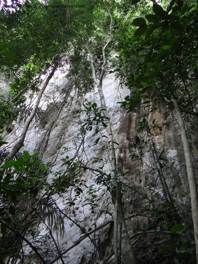 Thailand. Surat Thani Prov. Khlong Phanom Nat. Park. 15 Nov 2012. DSC09389 (86).JPG