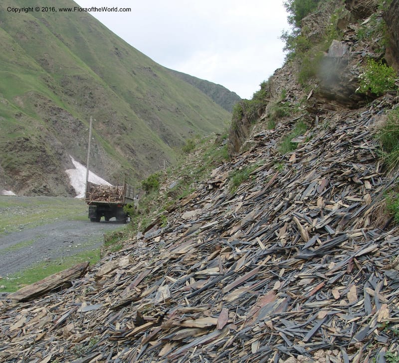 Georgia. Kazbegi region. Kora Gorge. 3 Jun 05. 196.jpg
