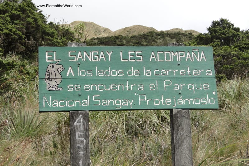 Ecuador. P. N. Sangay. 6 June 2011. 327.jpg