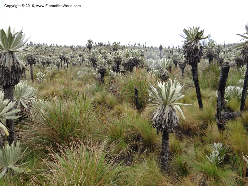 Ecuador. Carchi. Paramo El Angel. 5 Oct 22012. DSC06999 (59).JPG