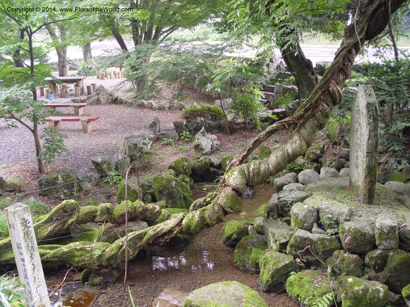 Japan. Seikigahara-cho. Cave and temple.  CD18 Jul 03. 020.jpg