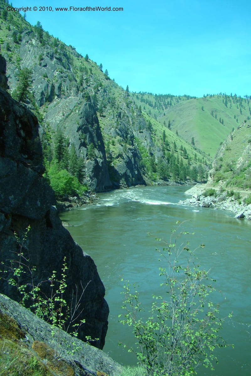 ID. Idaho Co. Salmon River Rd. 17 May 09. 236.jpg