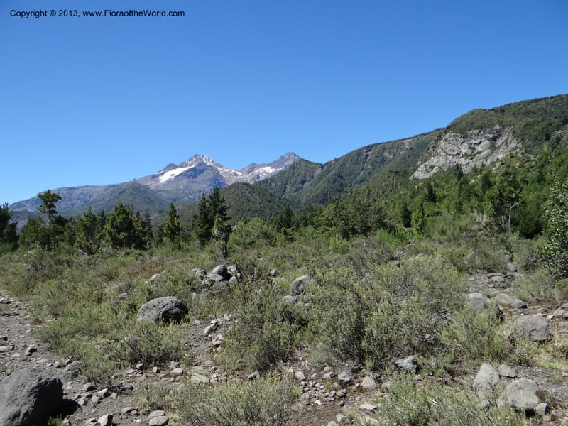Chile. Antuco. 18 Feb 2013. DSC01634 (1).JPG